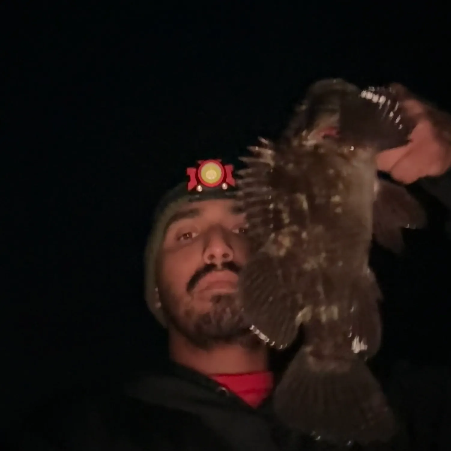 The most recent Brown rockfish catches on Fishbrain