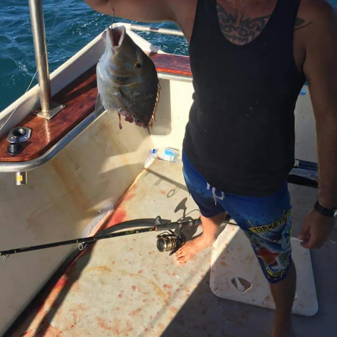 Spangled emperor caught on Fishbrain