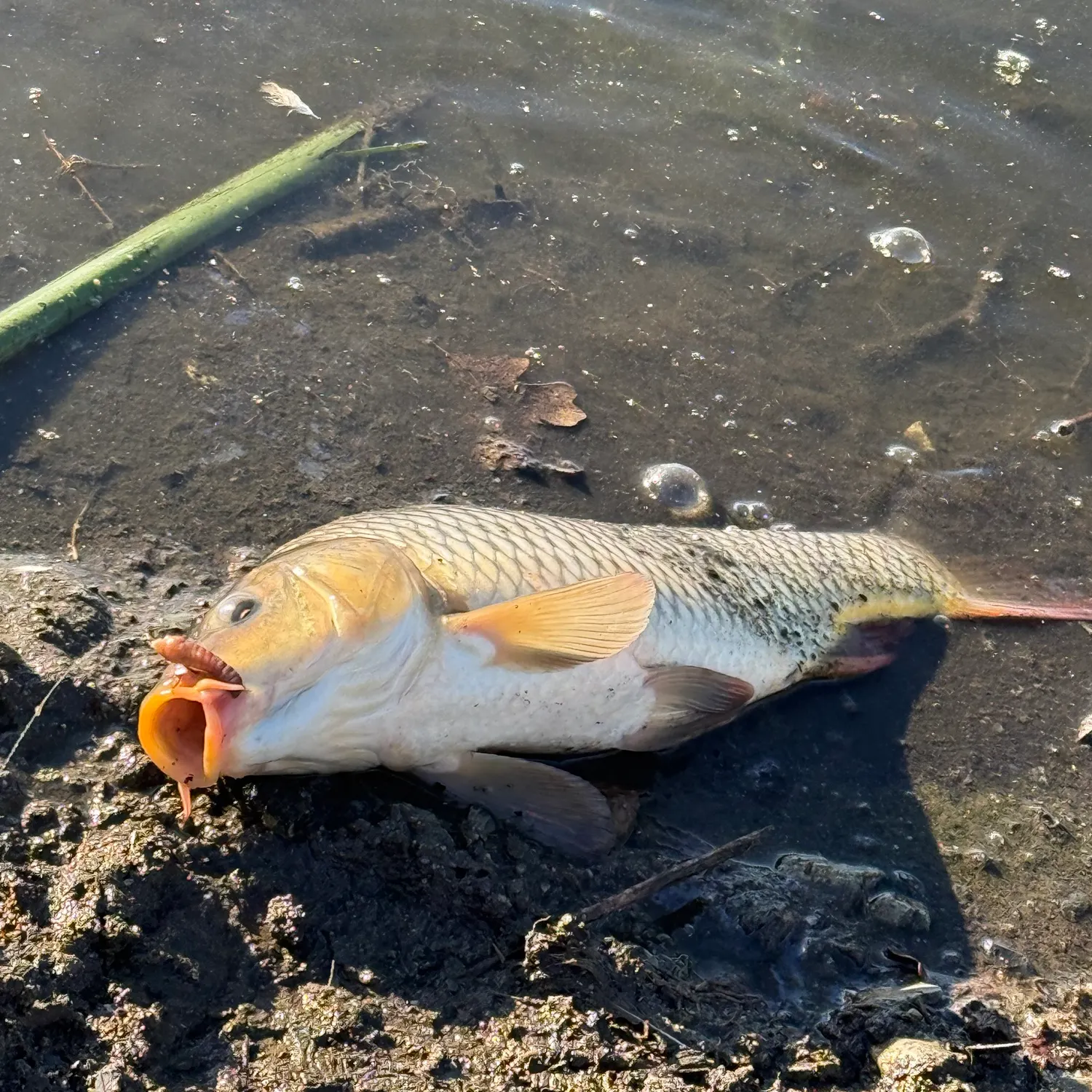 Common carp caught on Fishbrain