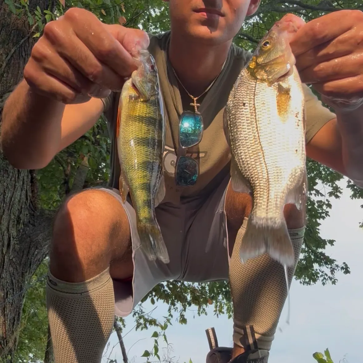 Yellow perch caught on Fishbrain