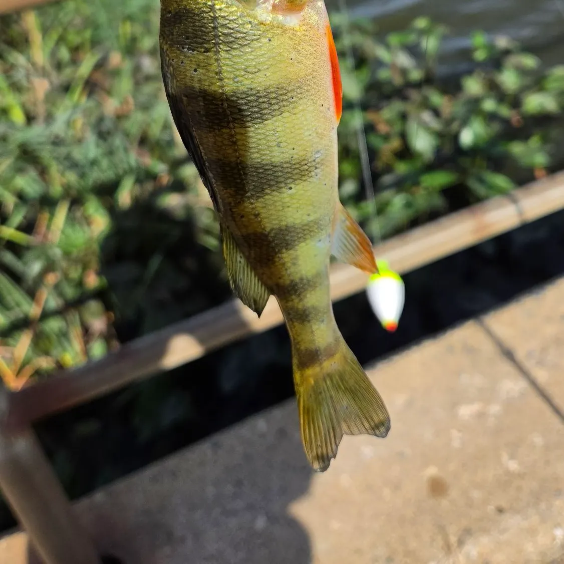 Yellow perch caught on Fishbrain