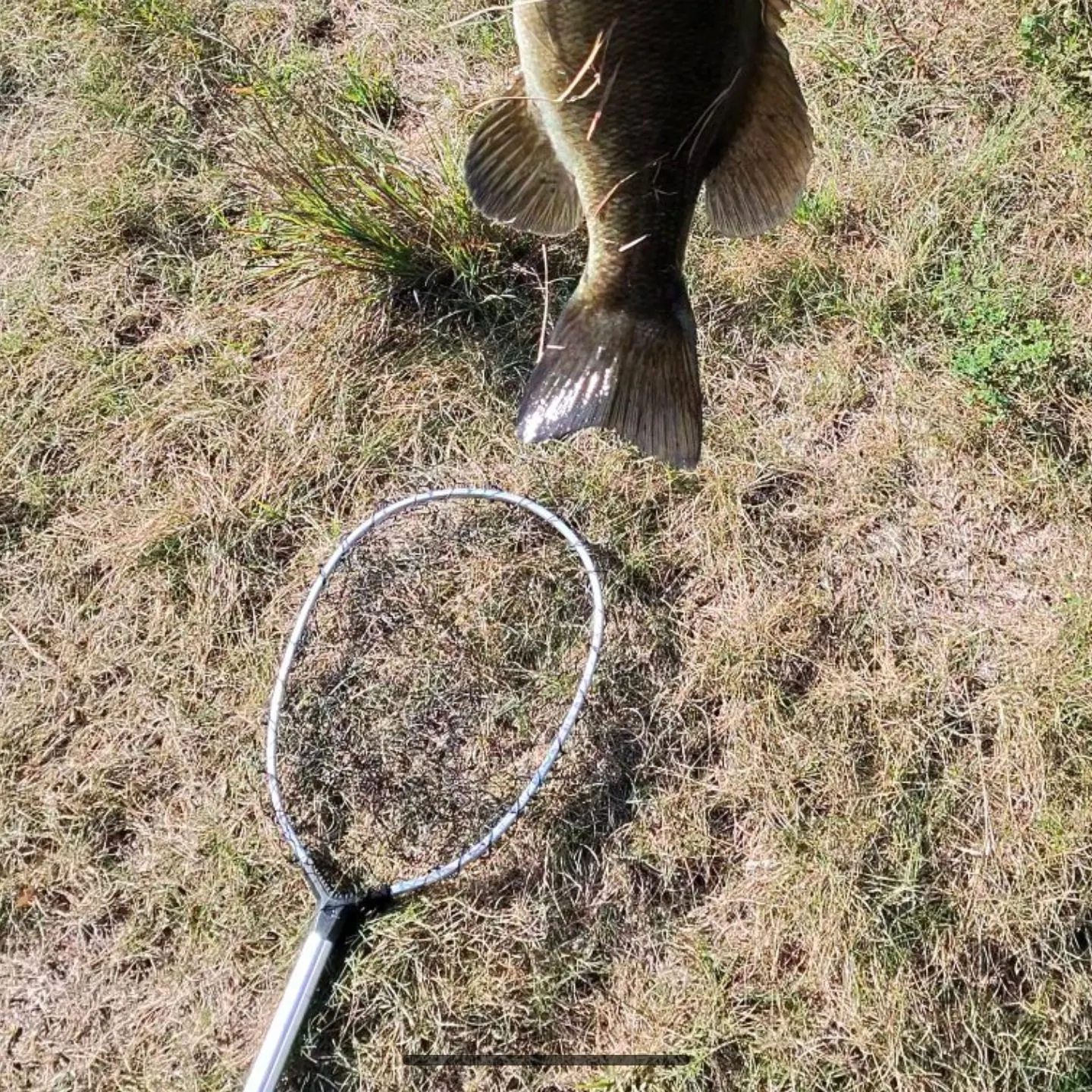 Smallmouth bass caught on Fishbrain