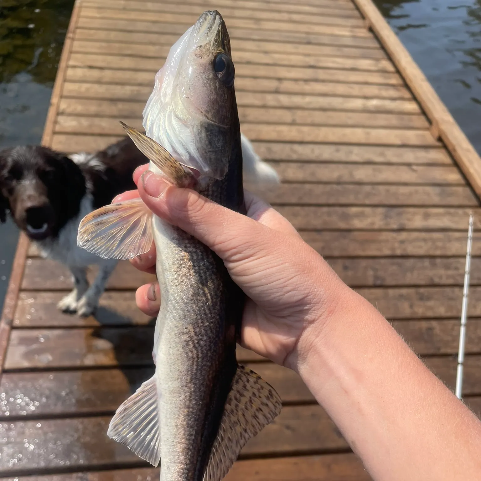 The most recent Sauger catches on Fishbrain