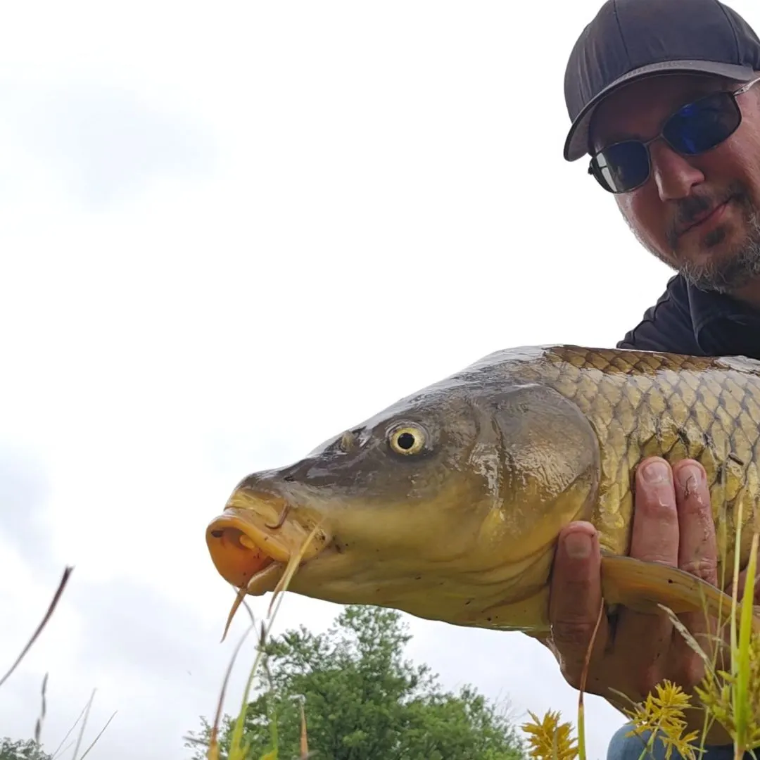 Common carp caught on Fishbrain