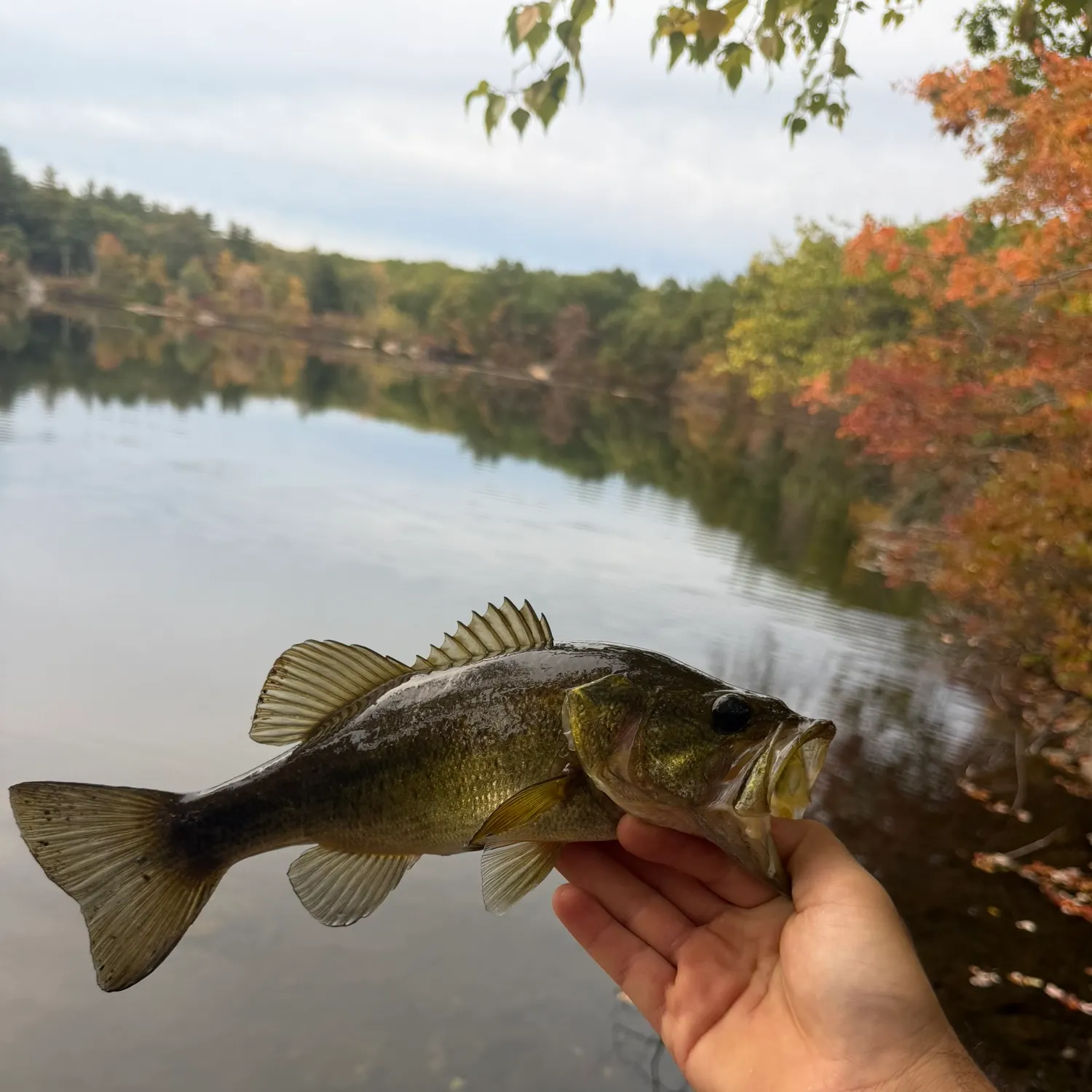 Largemouth bass caught on Fishbrain