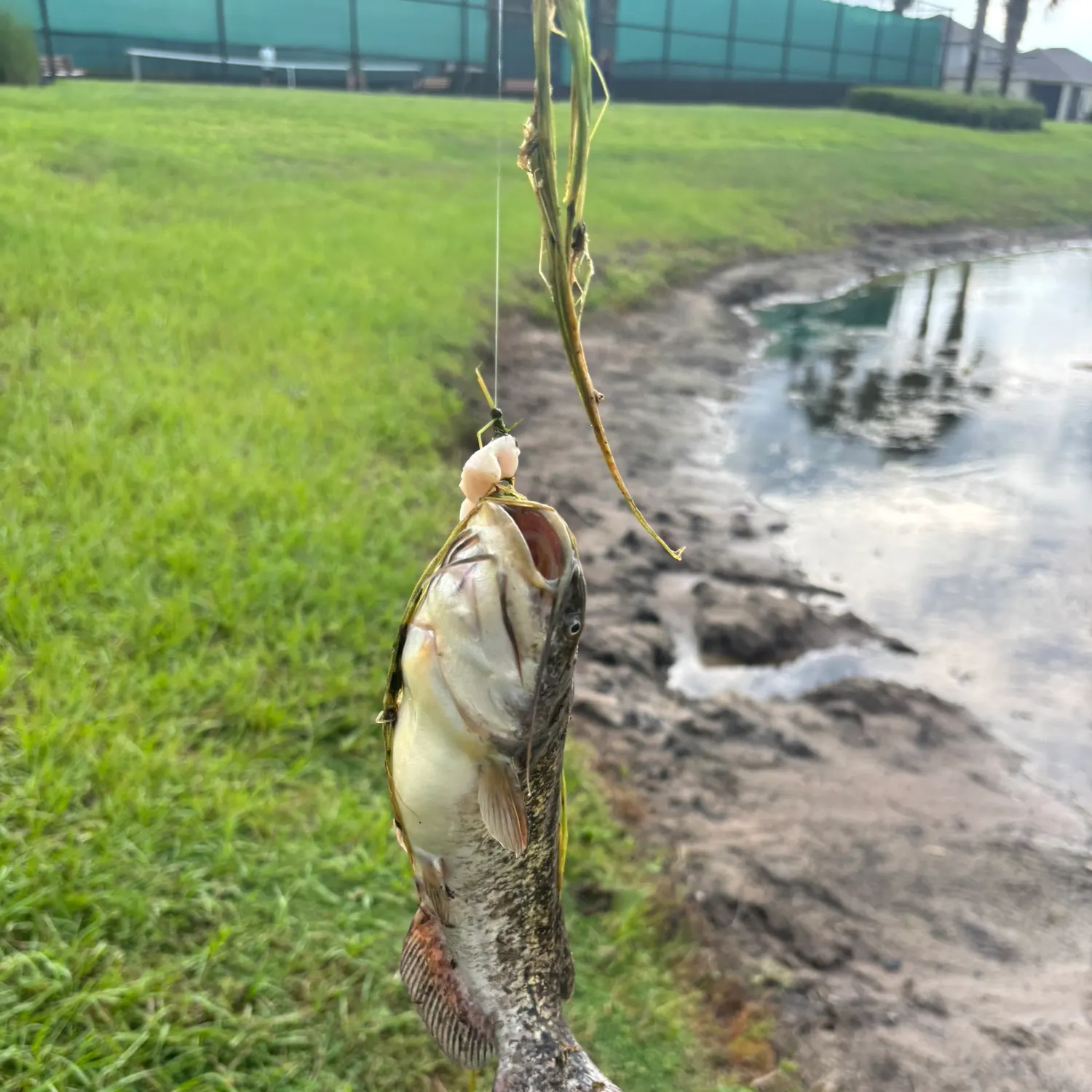 Black bullhead caught on Fishbrain