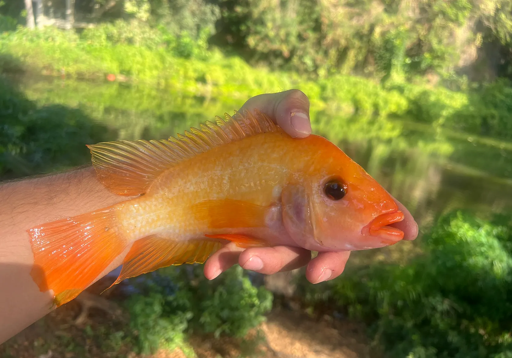 Red devil cichlid