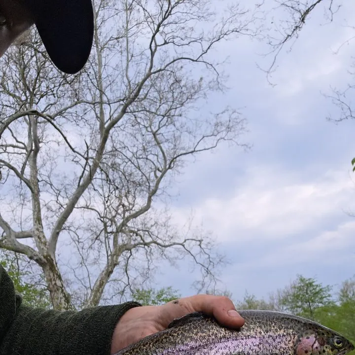 The most recent Rainbow trout catches on Fishbrain