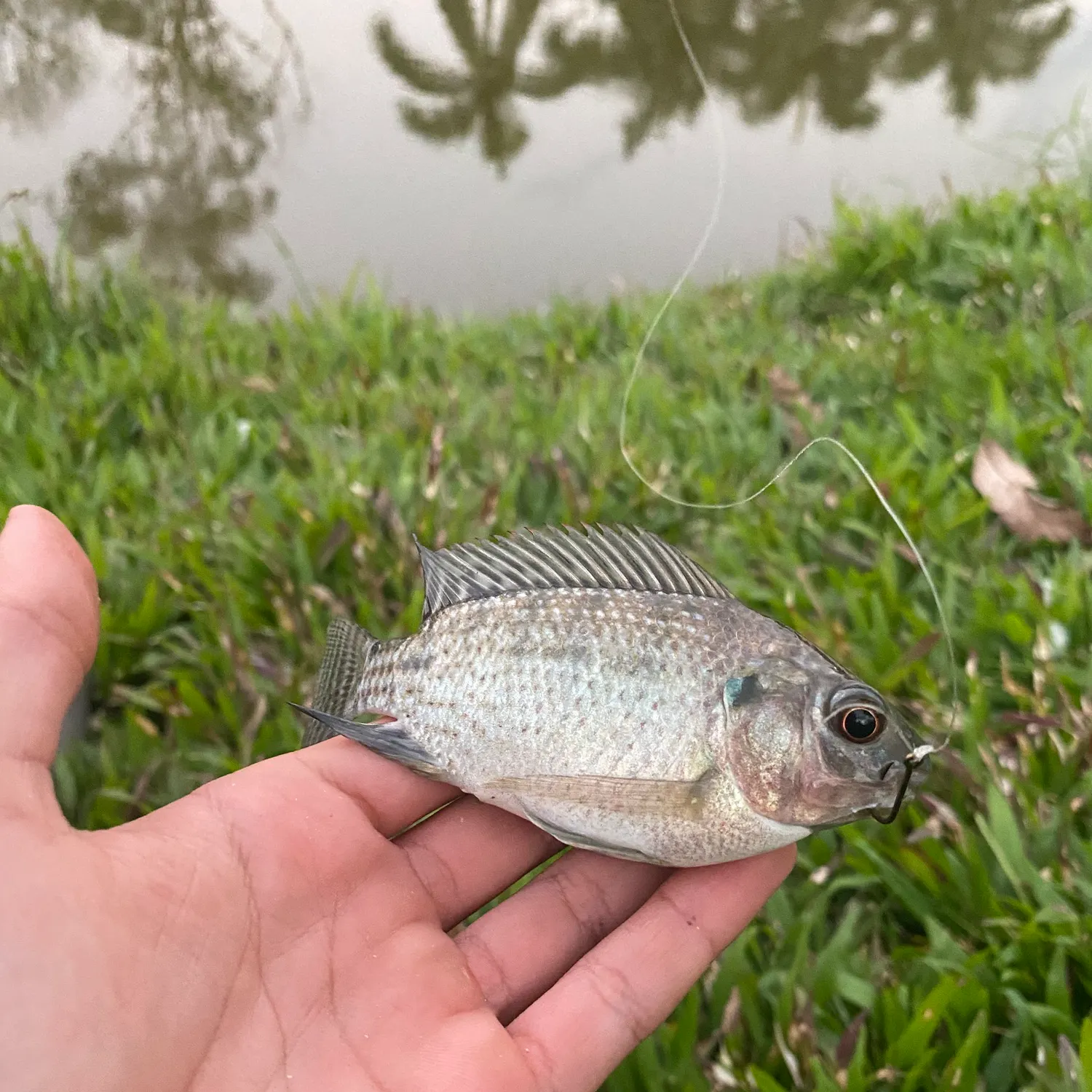 The most recent Nile tilapia catches on Fishbrain