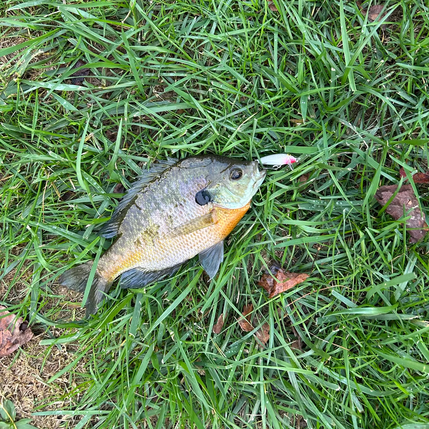 Bluegill caught on Fishbrain
