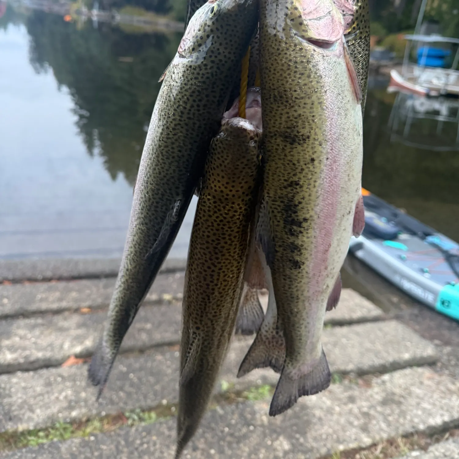 Rainbow trout caught on Fishbrain