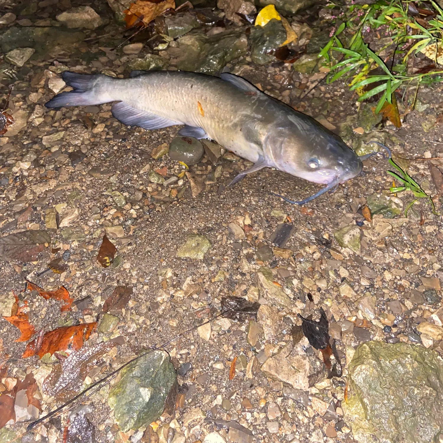 Channel catfish caught on Fishbrain
