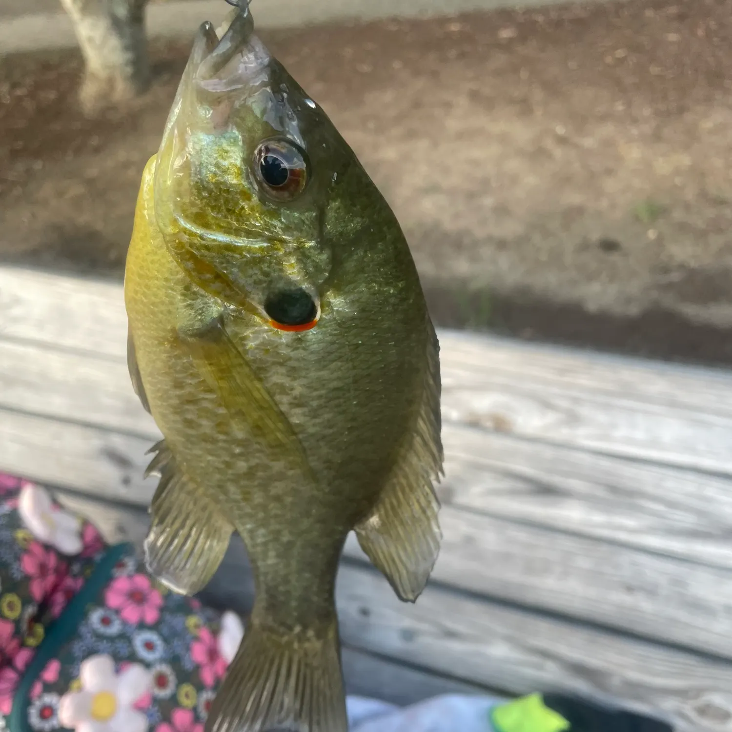 Redear sunfish caught on Fishbrain