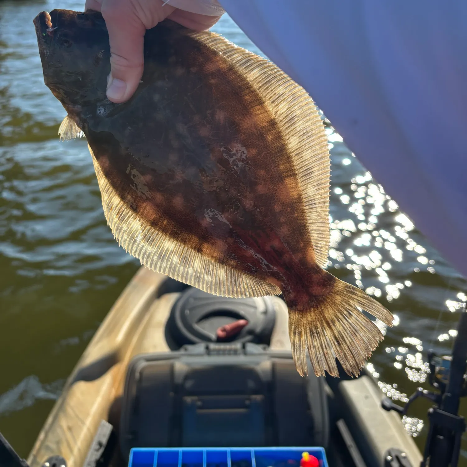 Southern flounder caught on Fishbrain