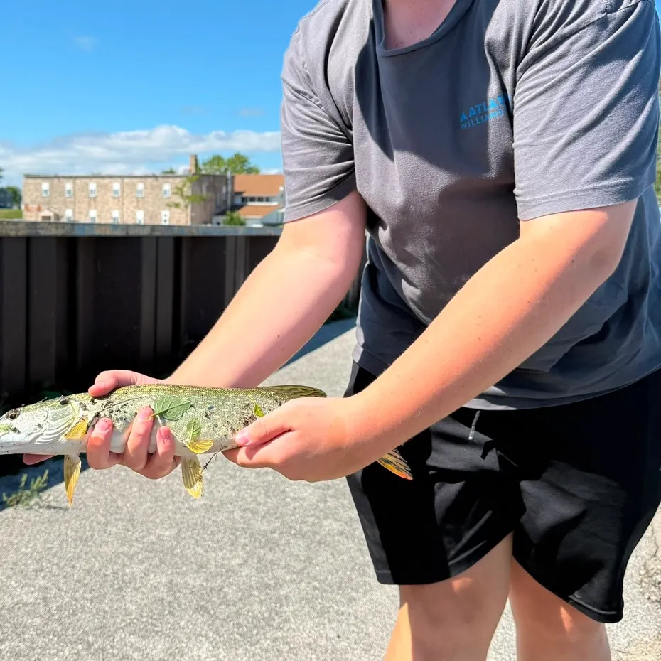 Northern pike caught on Fishbrain