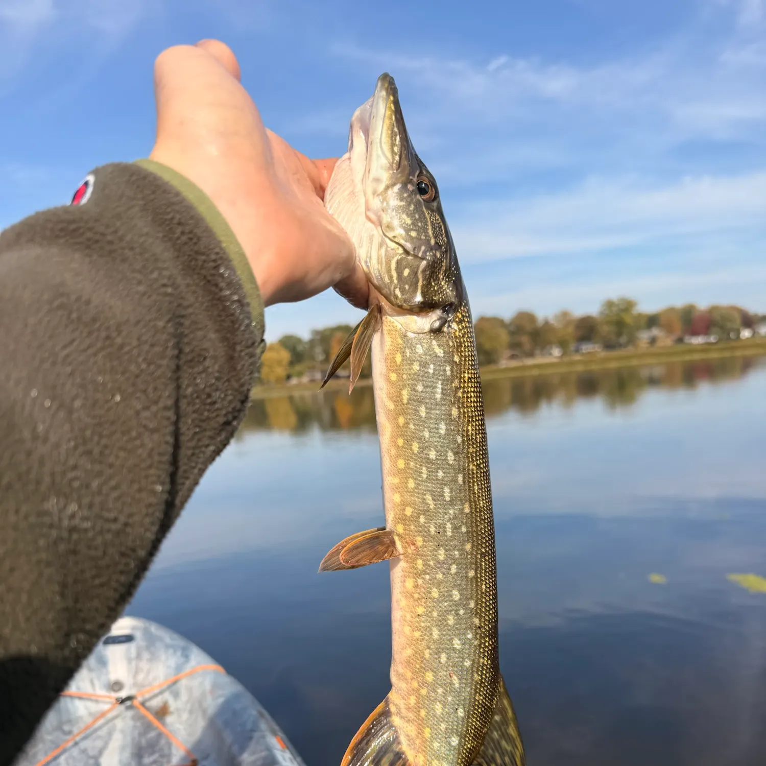 Northern pike caught on Fishbrain