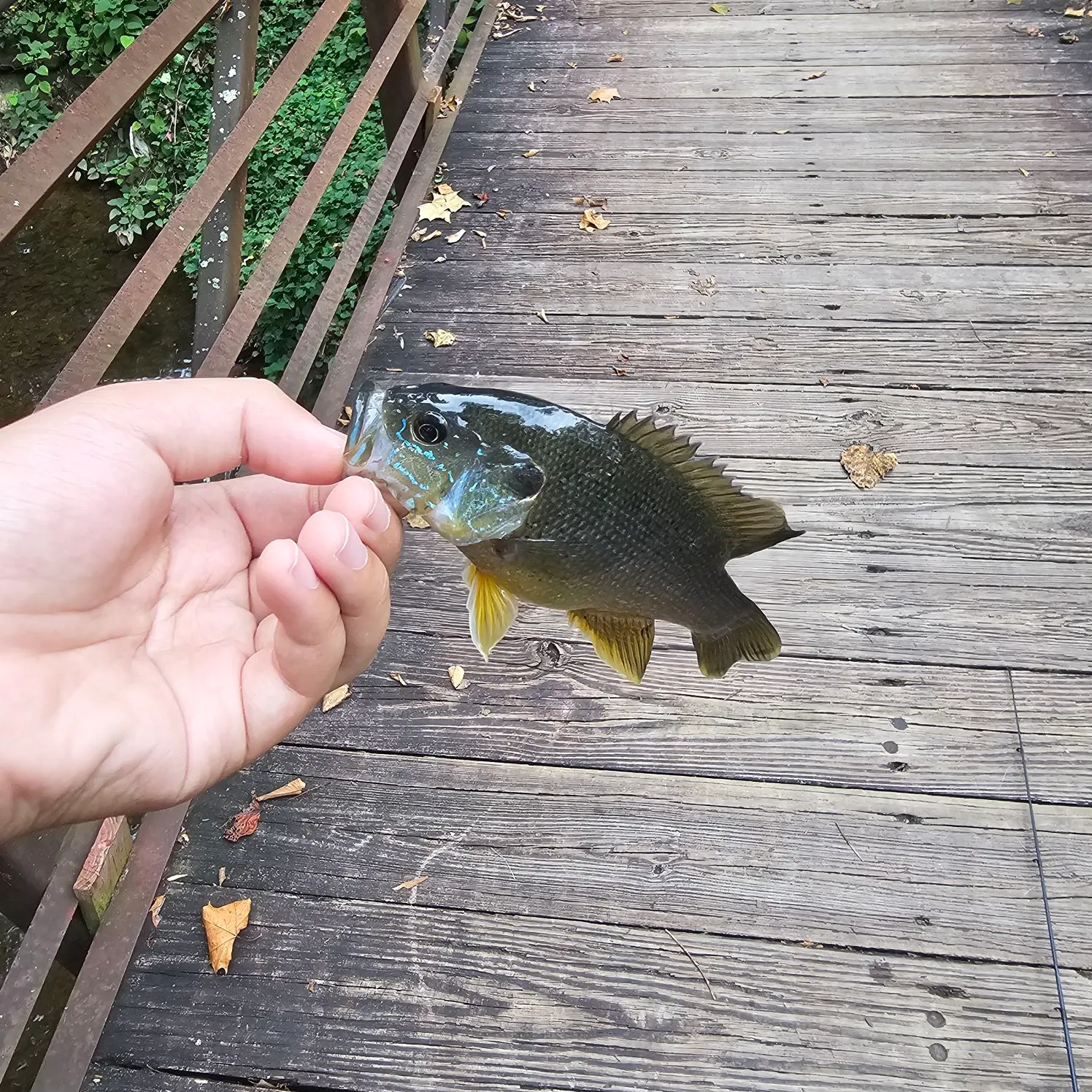 Green sunfish caught on Fishbrain