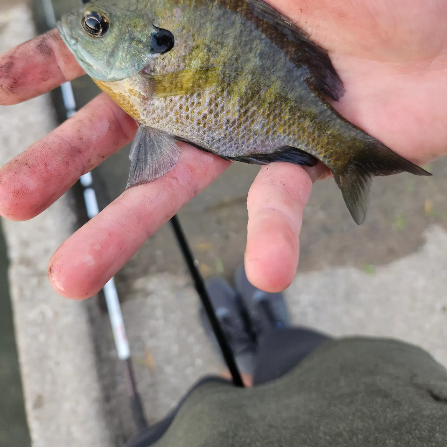 Bluegill caught on Fishbrain