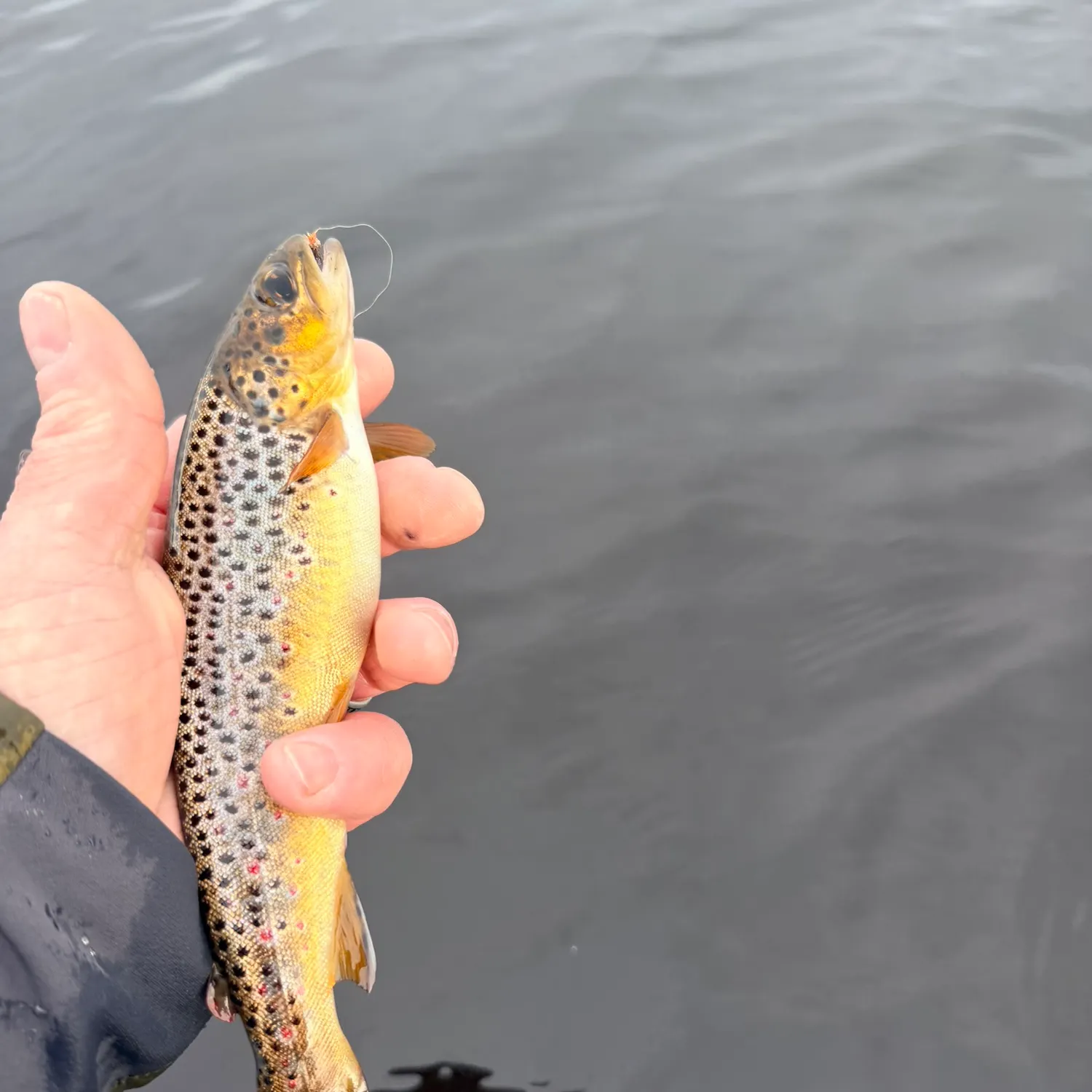 Brown trout caught on Fishbrain