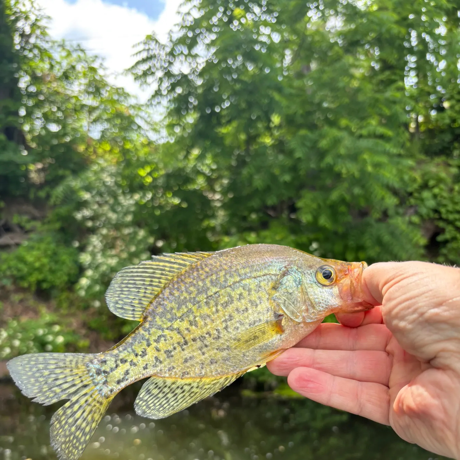 The most recent Black crappie catches on Fishbrain