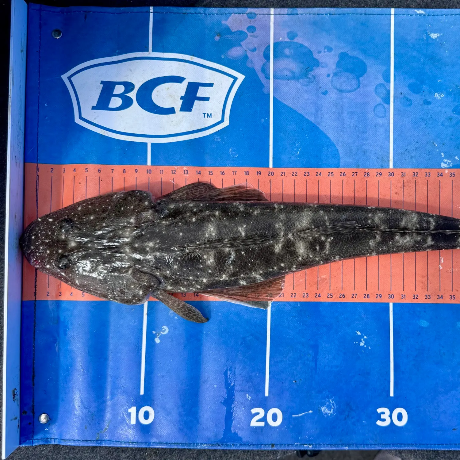 Dusky flathead caught on Fishbrain