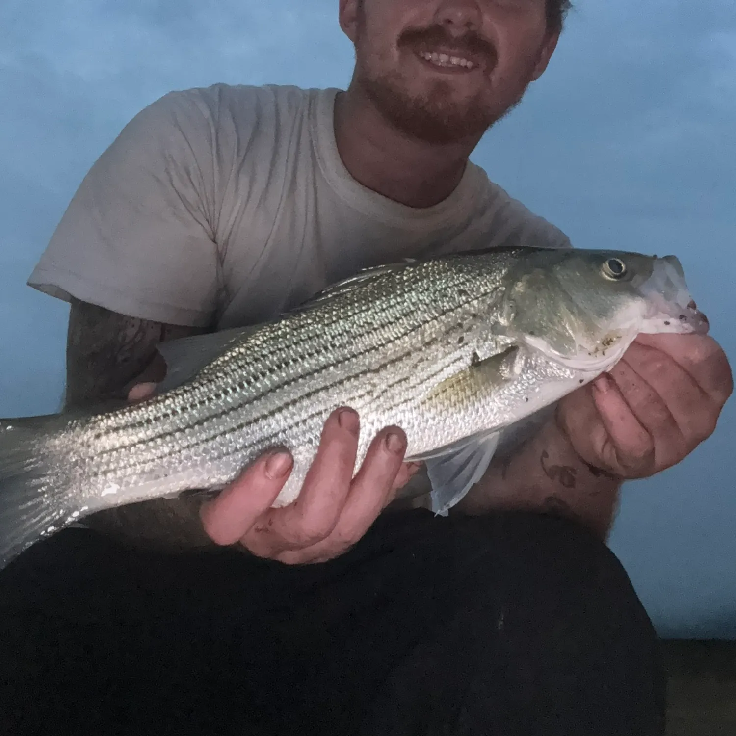 White bass caught on Fishbrain