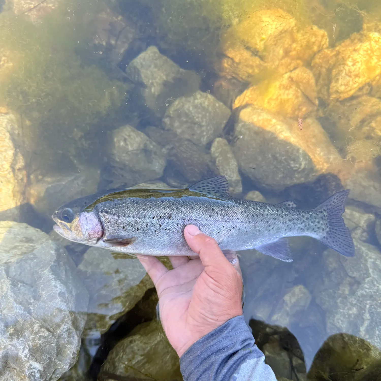 The most recent Rainbow trout catches on Fishbrain