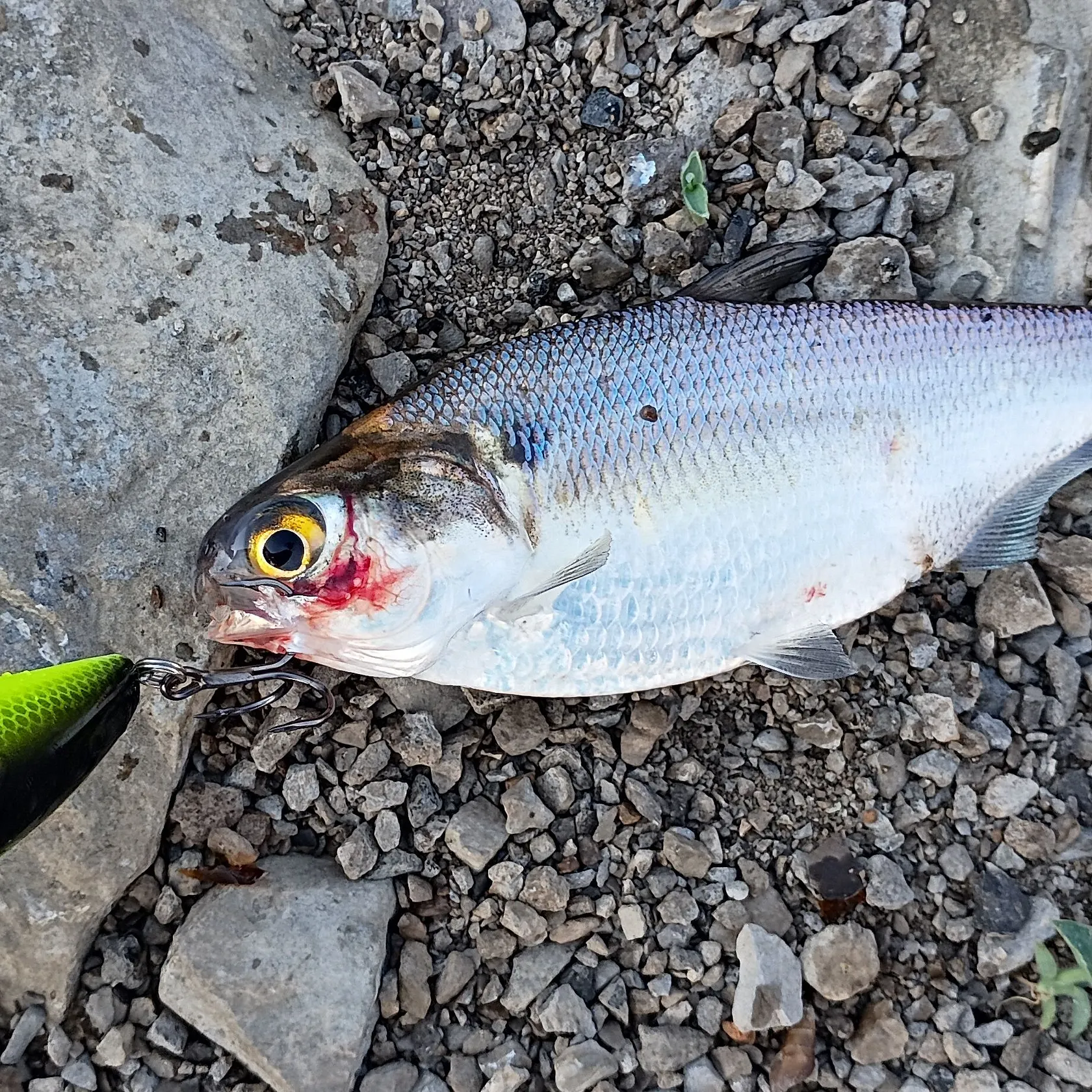 American gizzard shad caught on Fishbrain