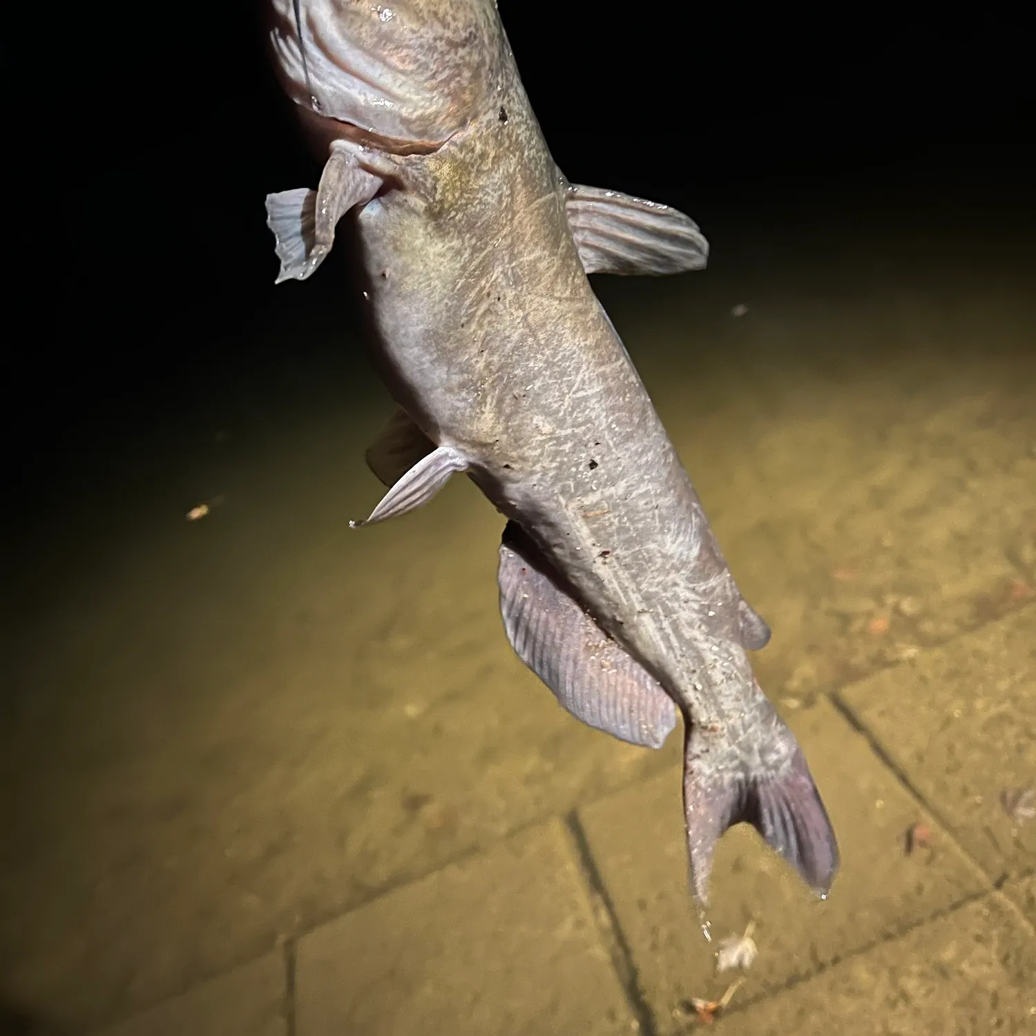 Channel catfish caught on Fishbrain