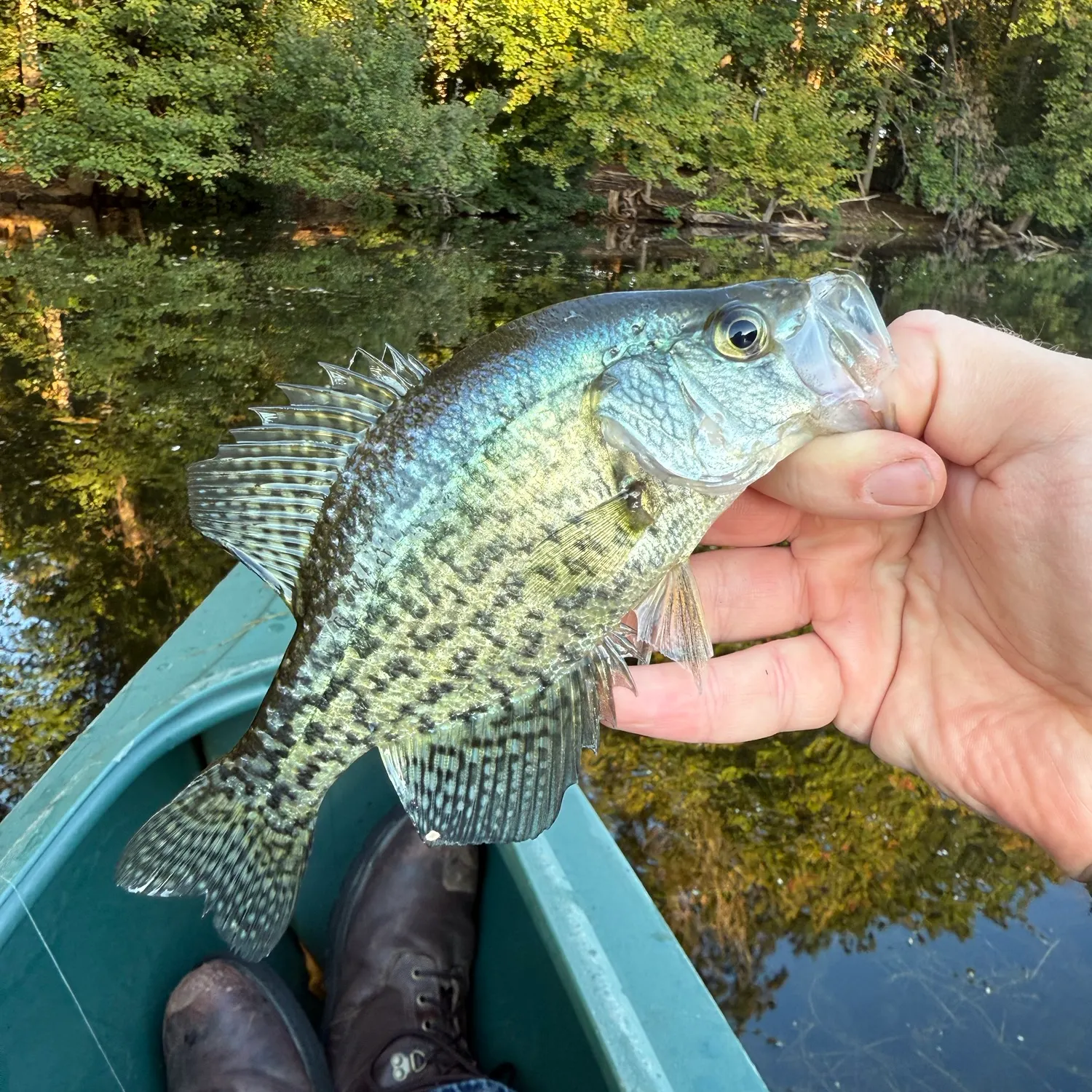 Black crappie caught on Fishbrain