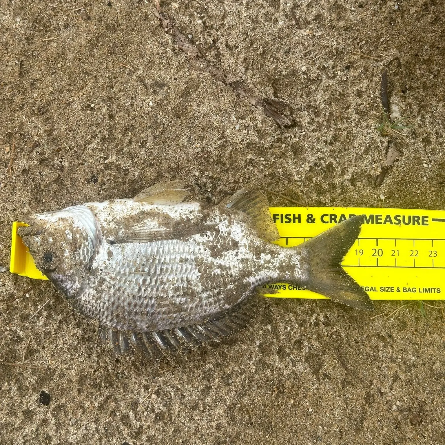 Surf bream caught on Fishbrain