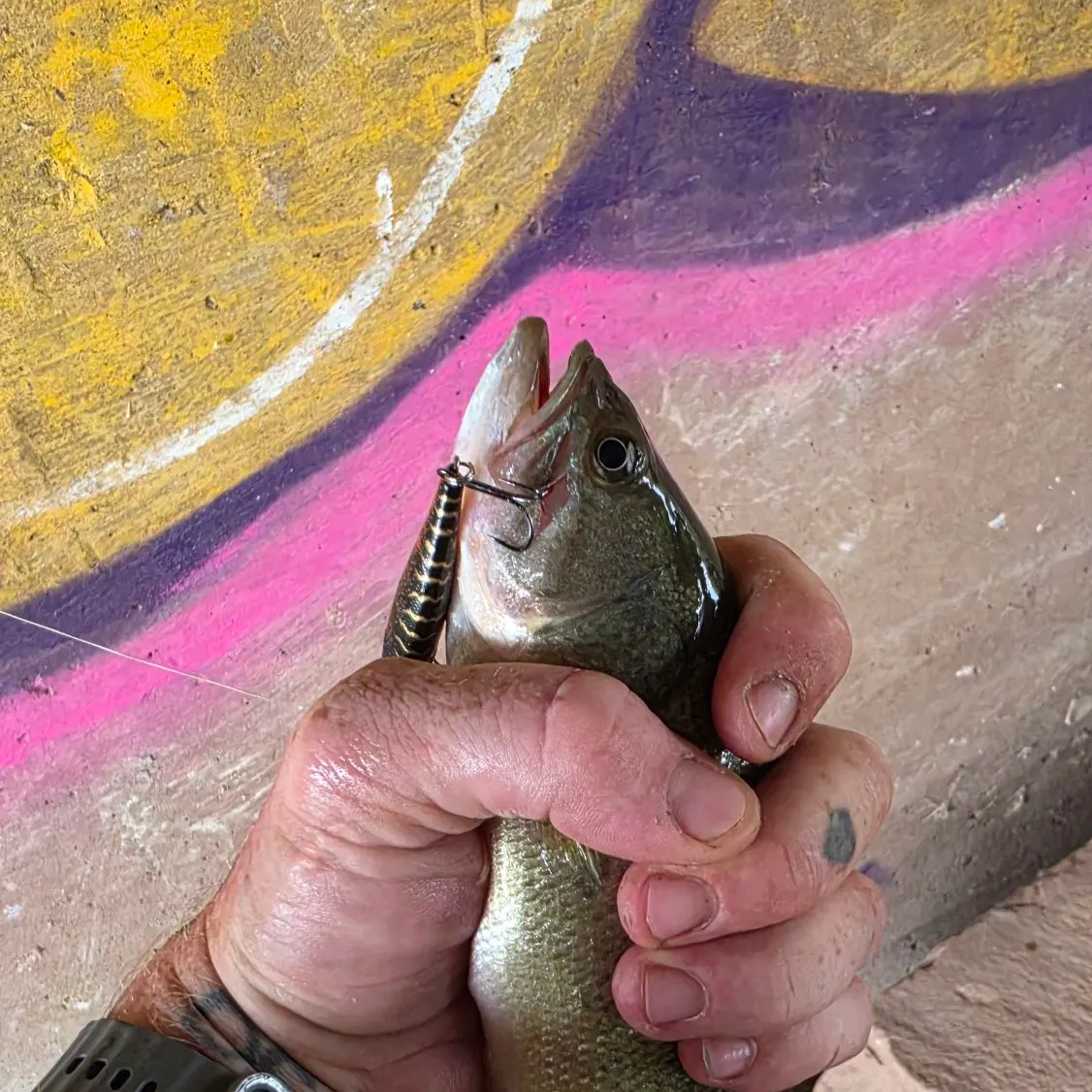 Smallmouth bass caught on Fishbrain