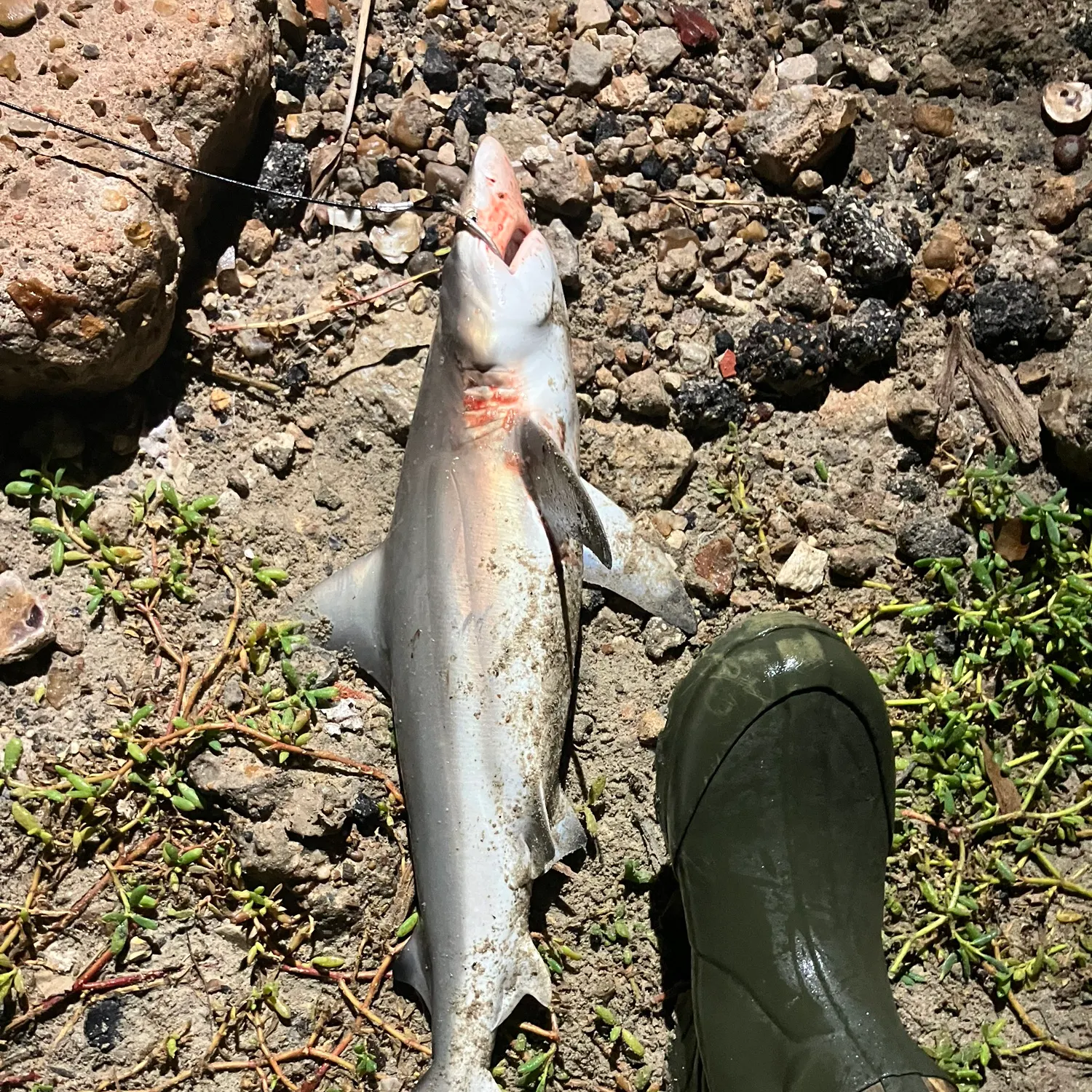 The most recent Blacktip shark catches on Fishbrain