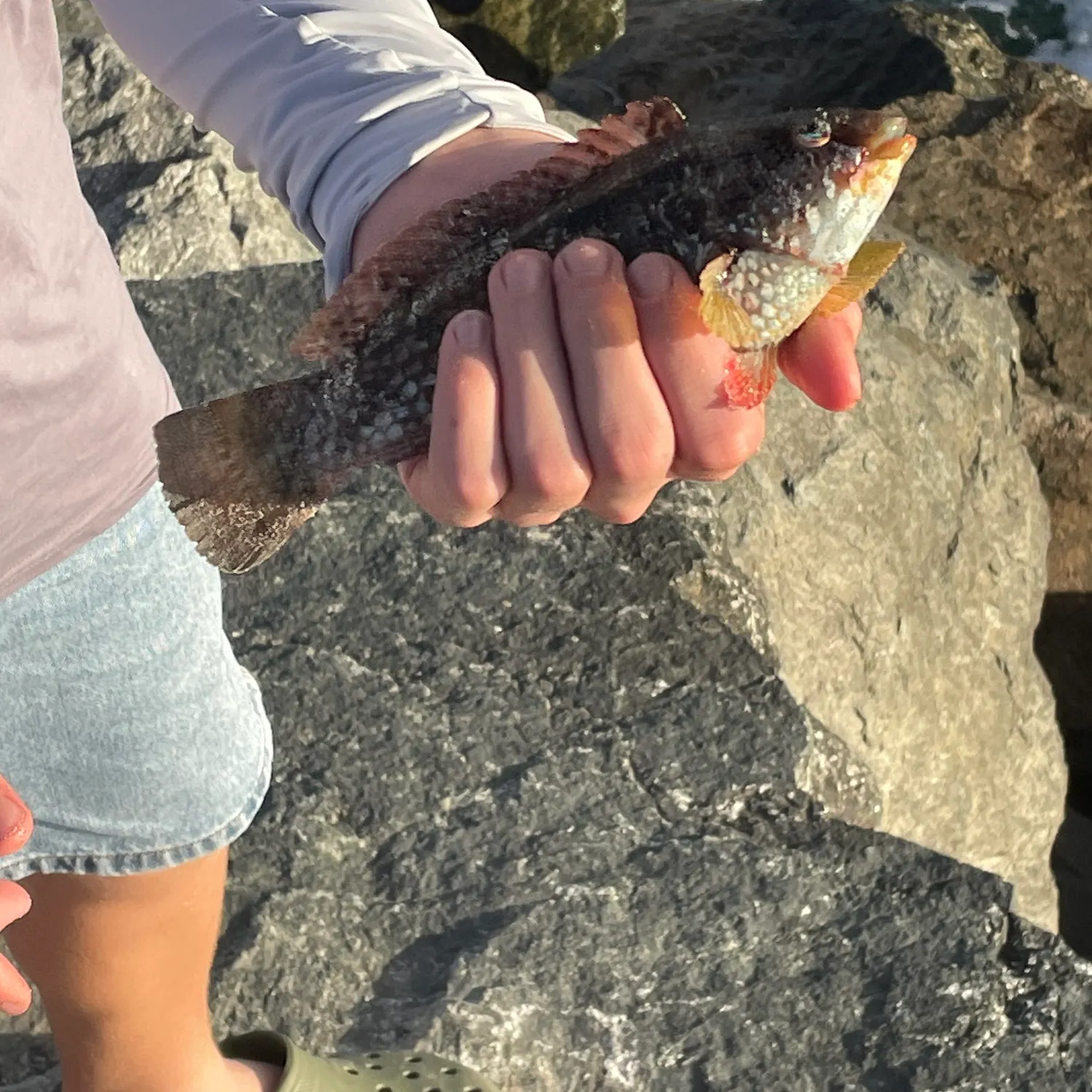 The most recent Corkwing wrasse catches on Fishbrain