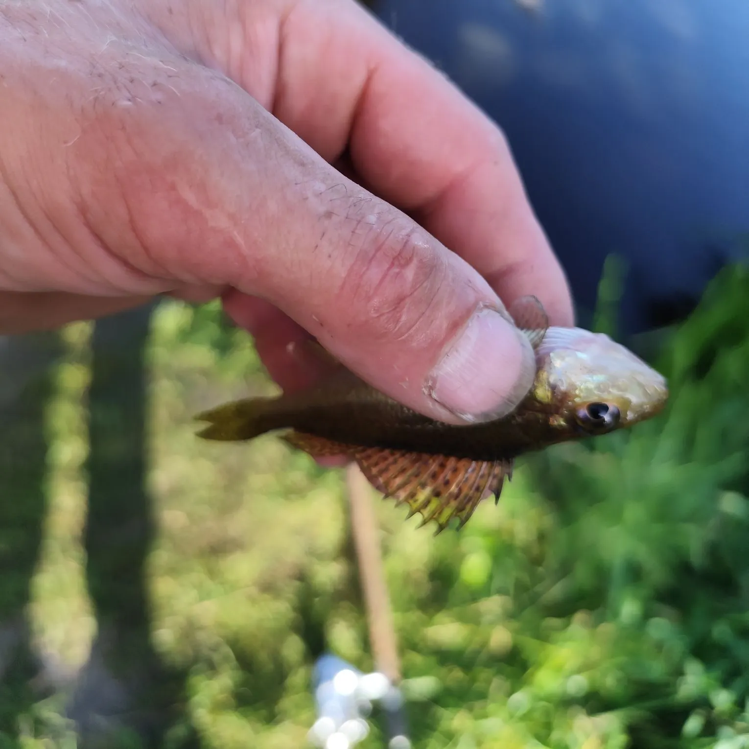 Zander caught on Fishbrain