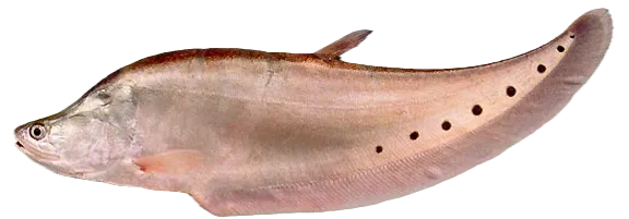 Clown knifefish