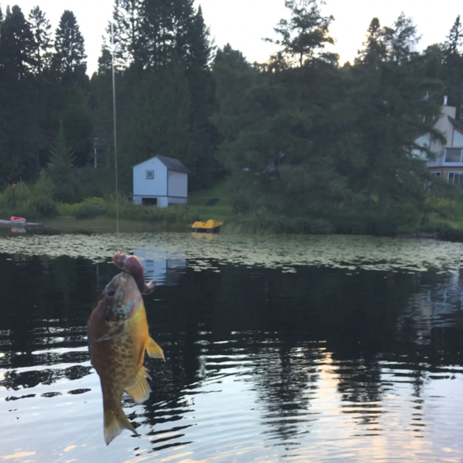 recently logged catches