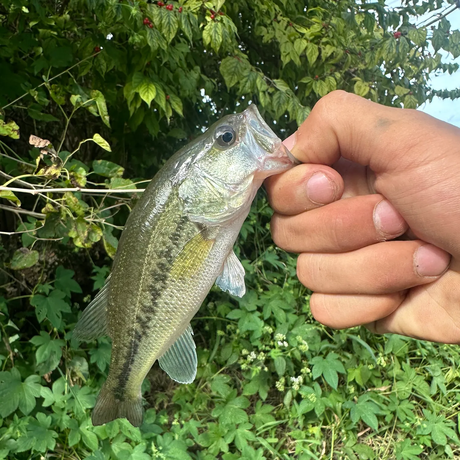 Largemouth bass caught on Fishbrain