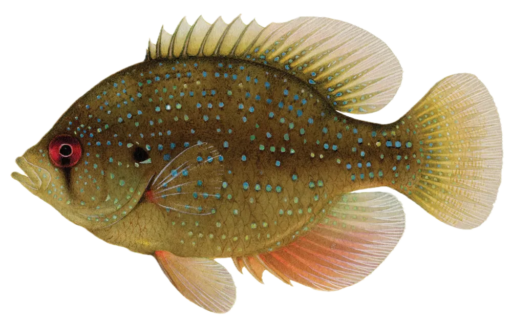 Bluespotted Sunfish