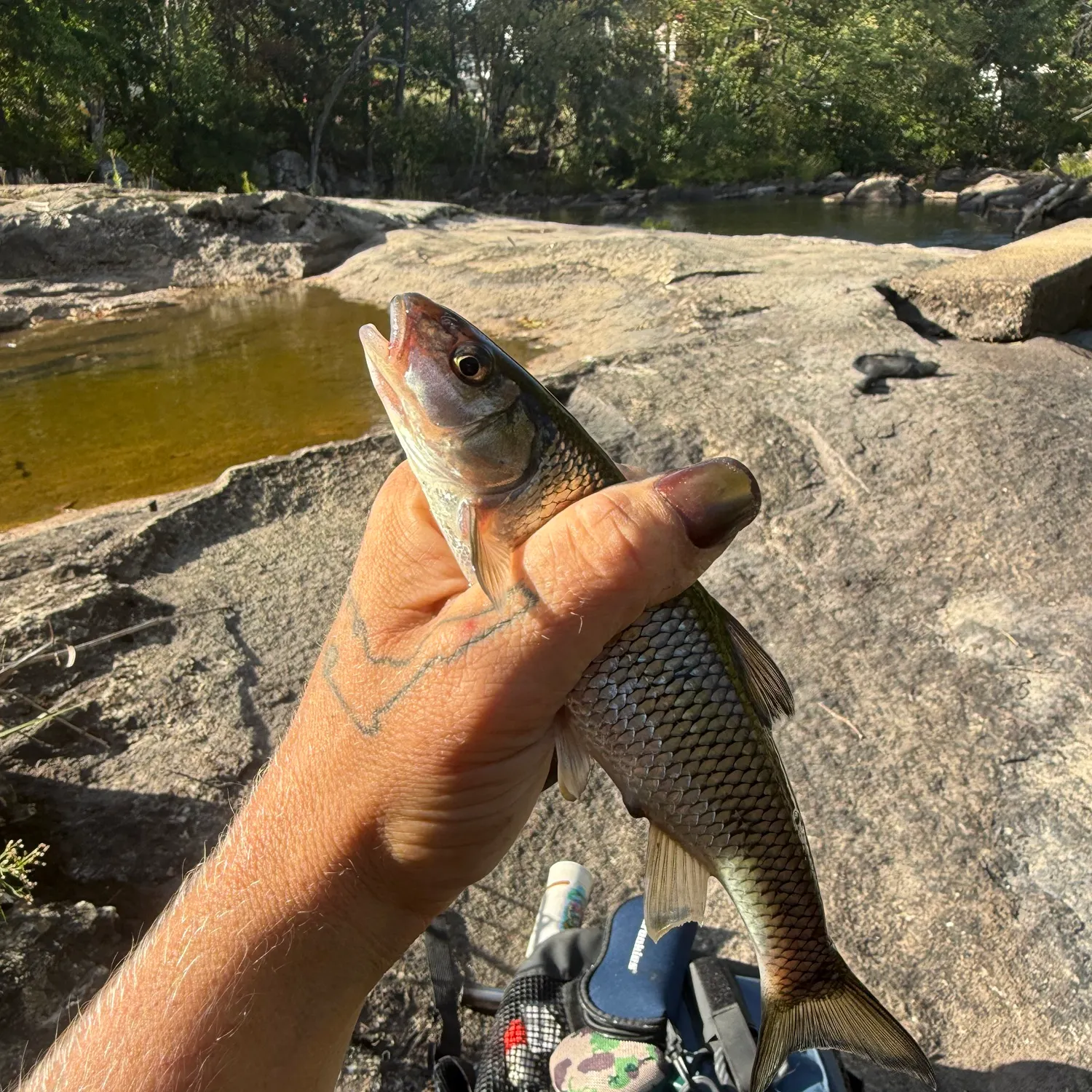 Fallfish caught on Fishbrain