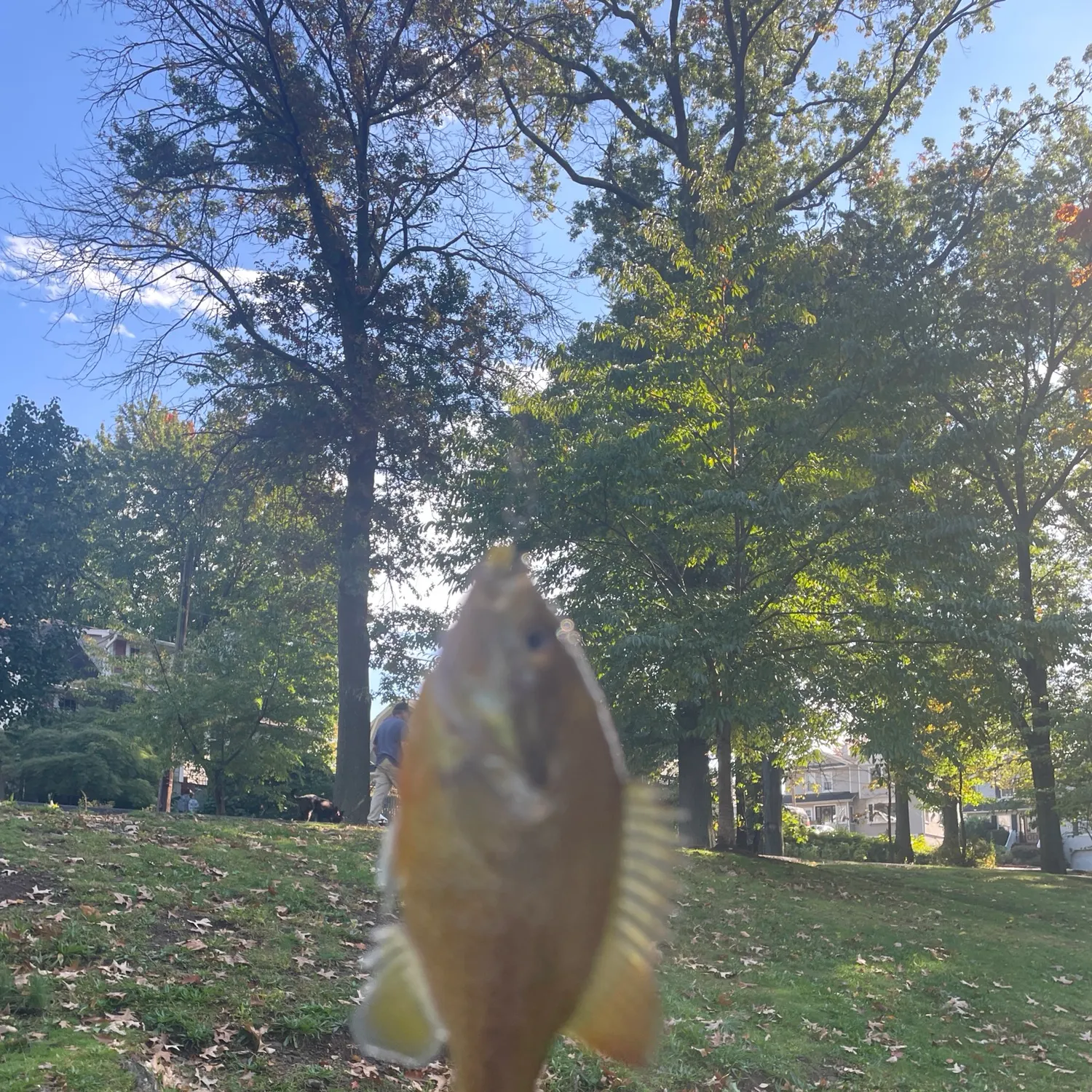 Redbreast sunfish caught on Fishbrain