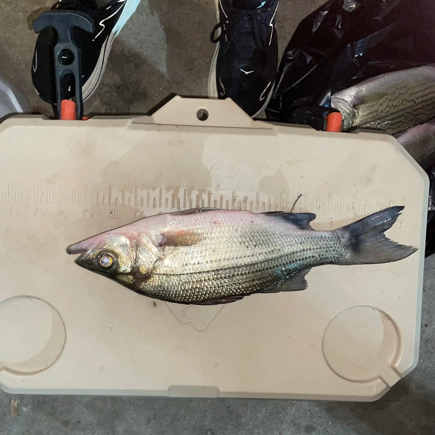 White bass caught on Fishbrain