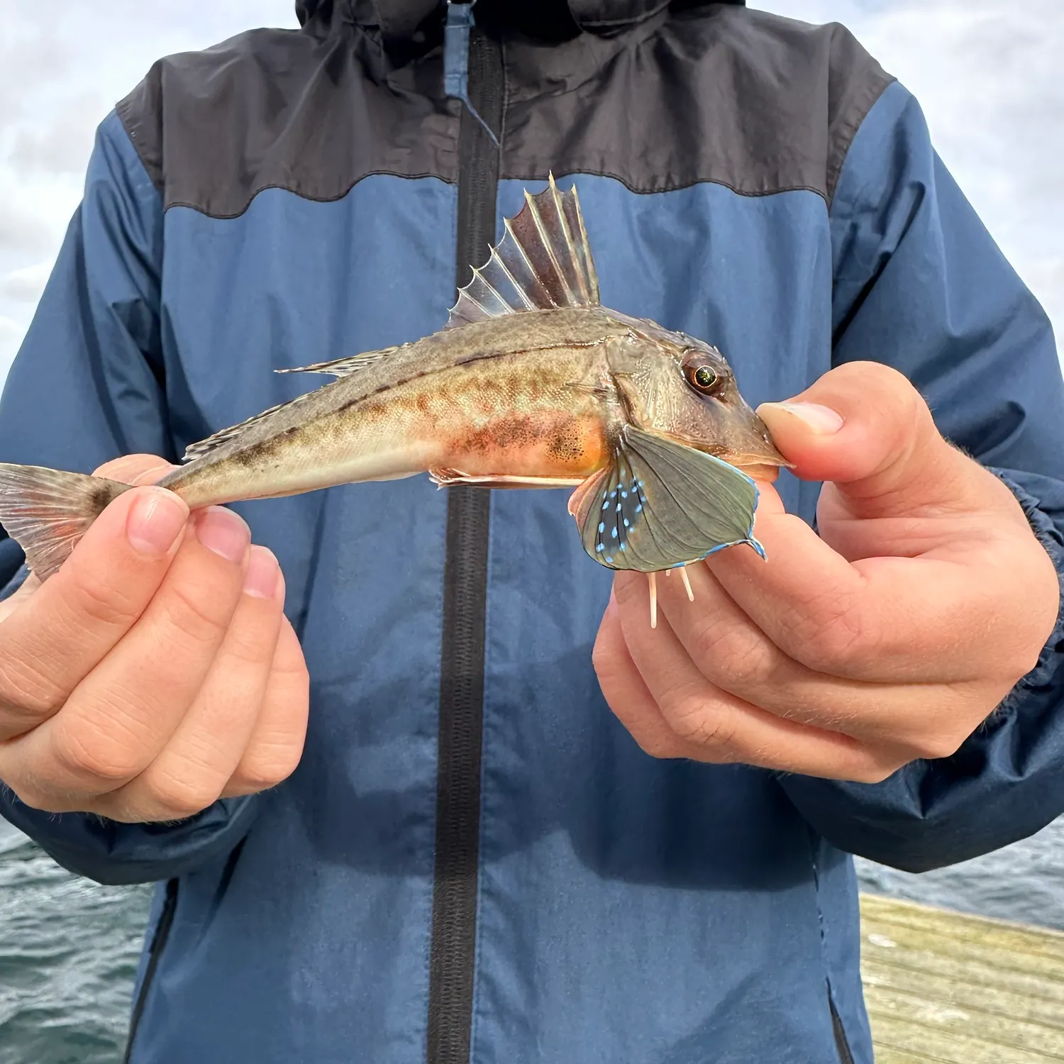Tub gurnard caught on Fishbrain