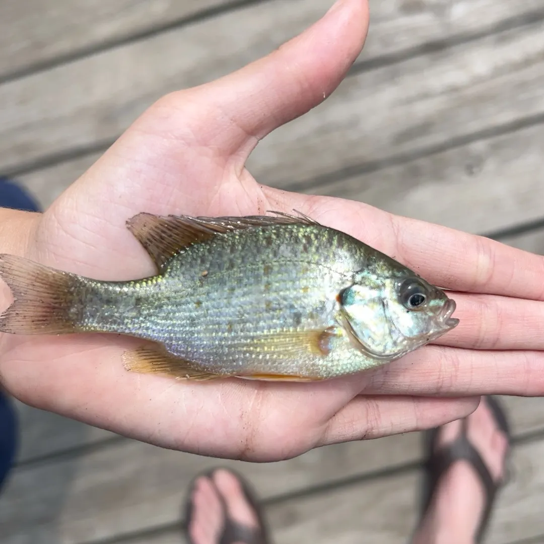 Redear sunfish caught on Fishbrain
