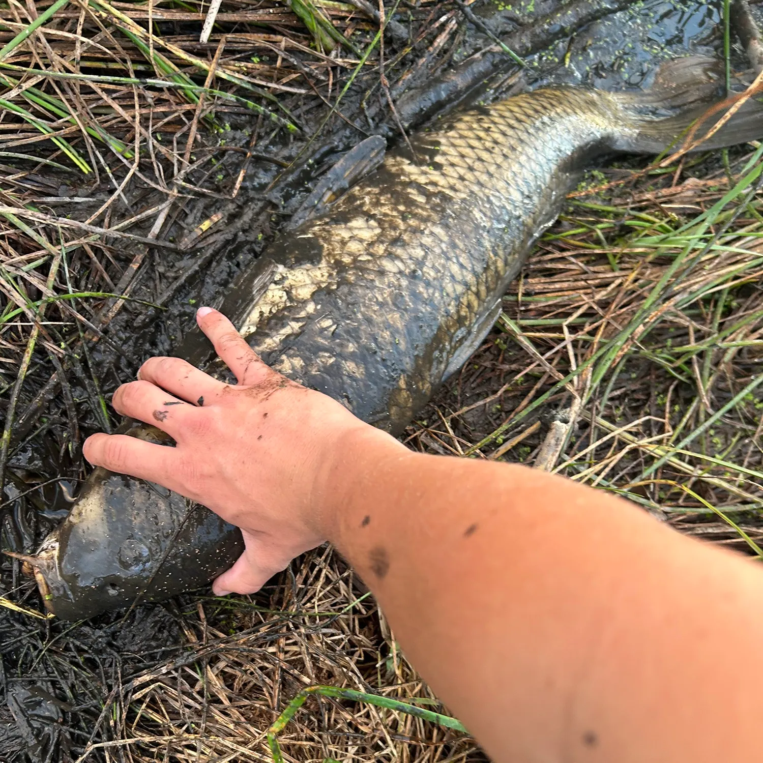 Common carp caught on Fishbrain
