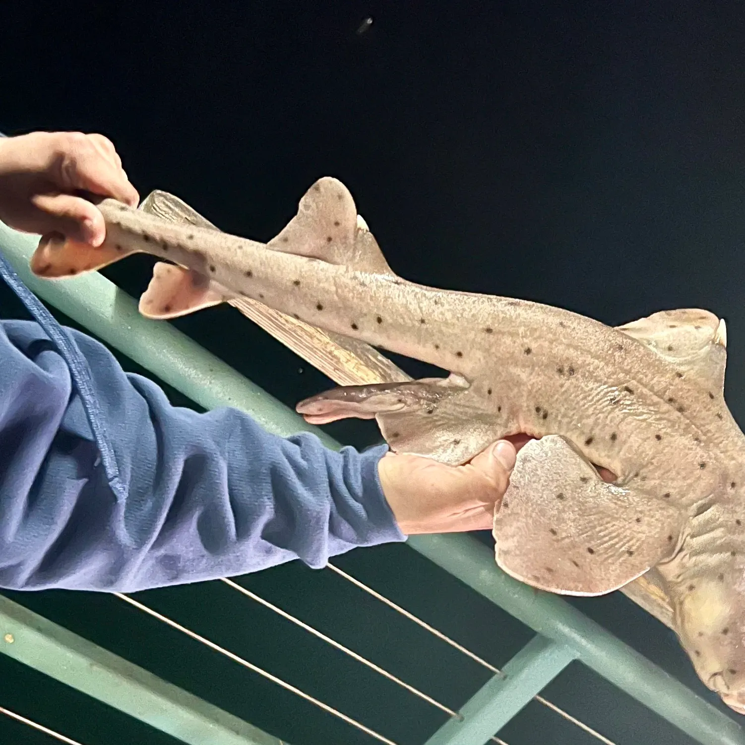 The most recent Horn shark catches on Fishbrain