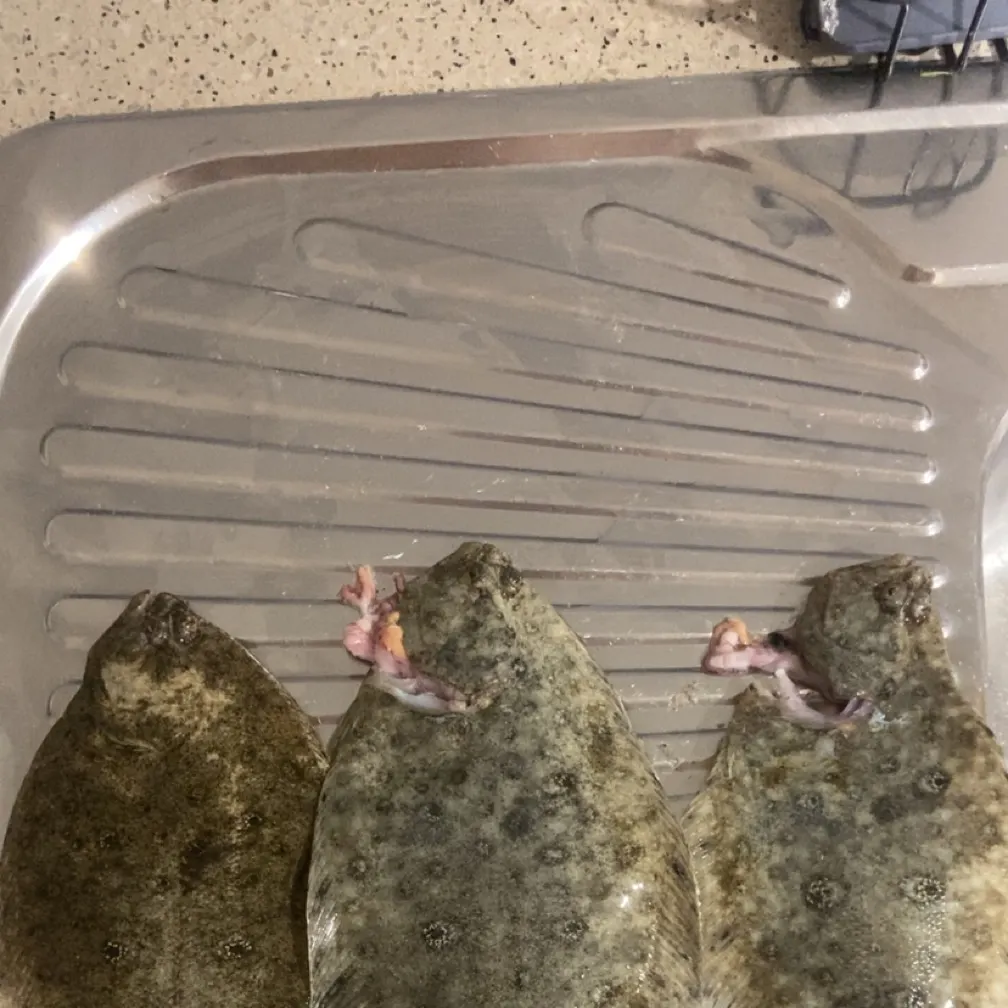 The most recent Smalltooth flounder catches on Fishbrain
