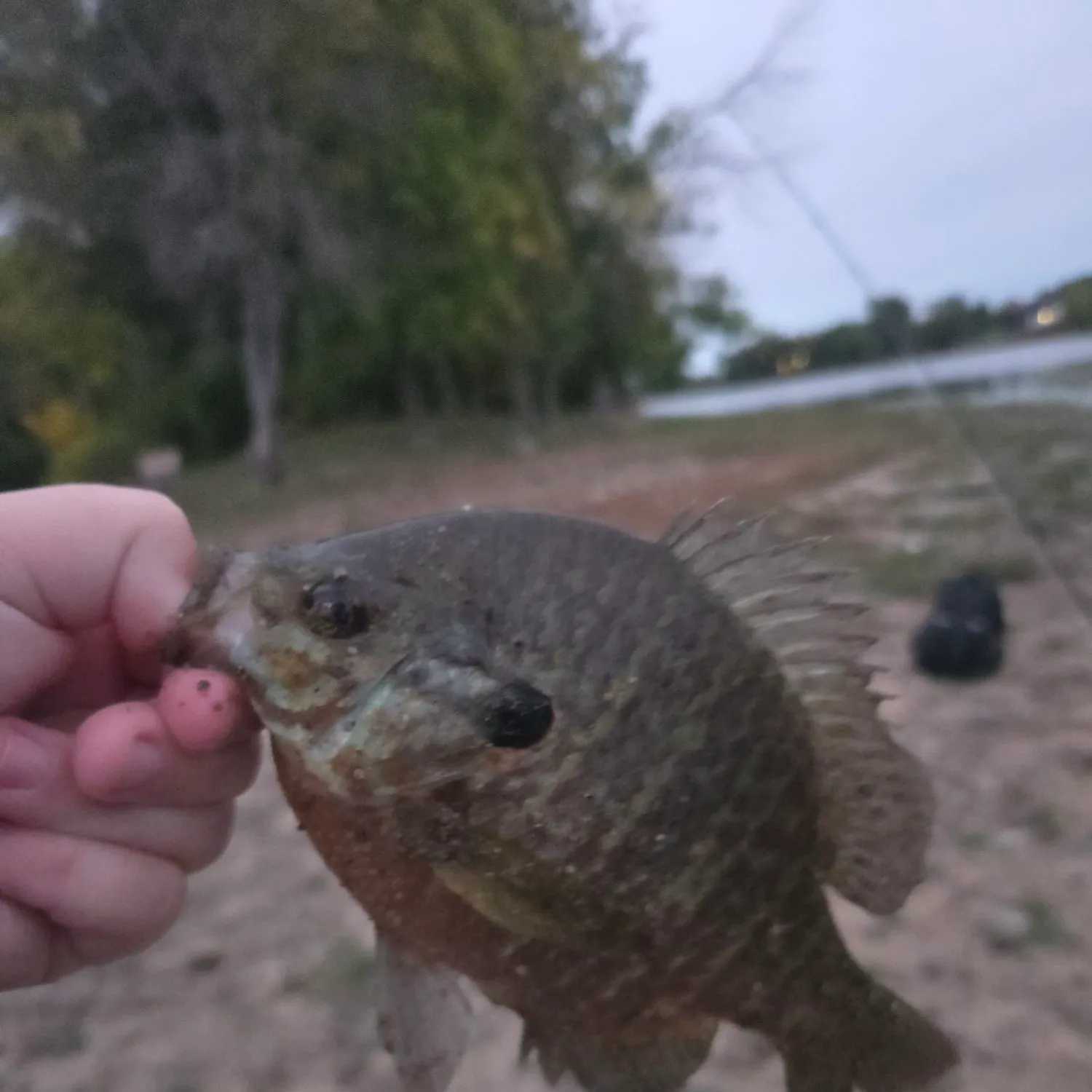 Bluegill caught on Fishbrain