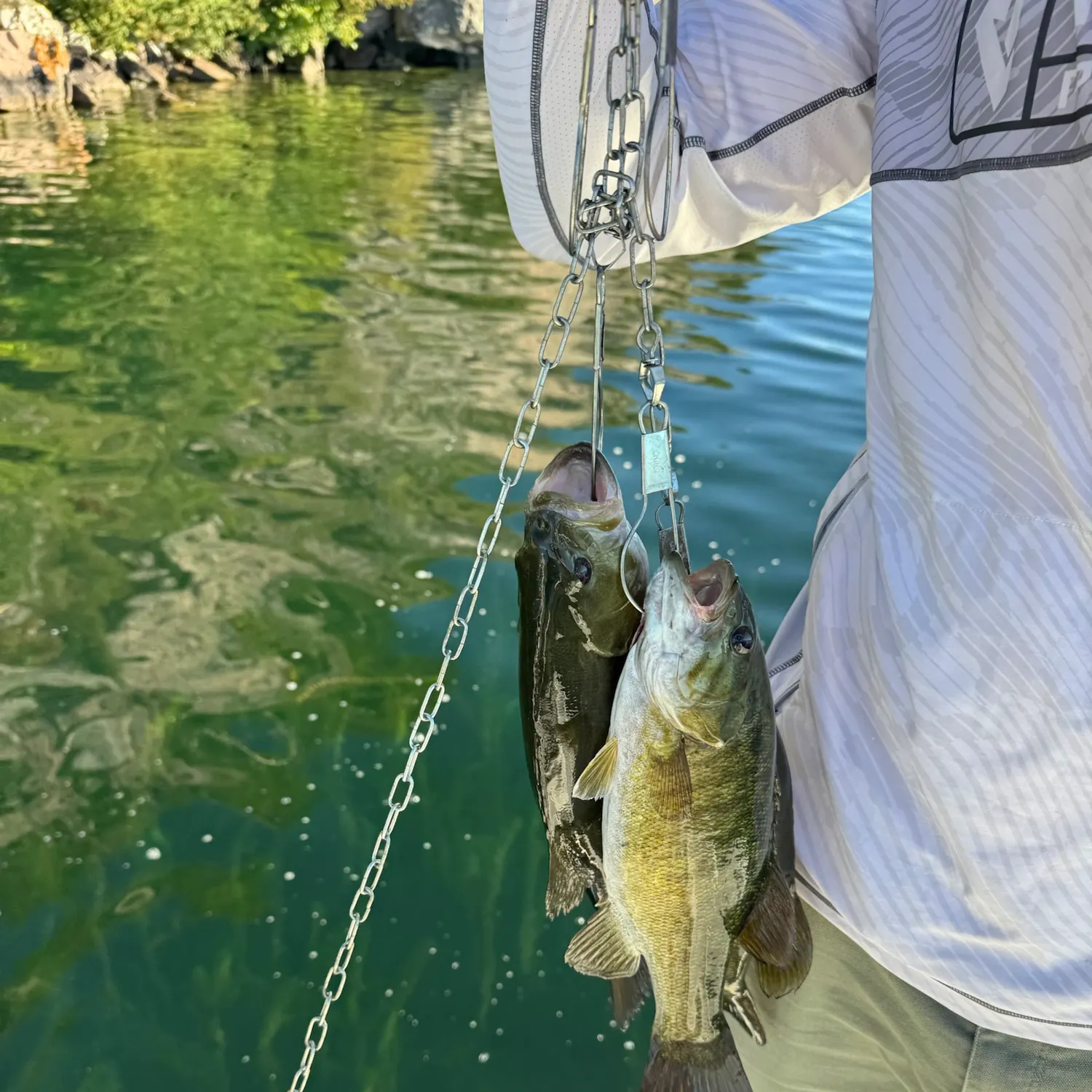 Smallmouth bass caught on Fishbrain