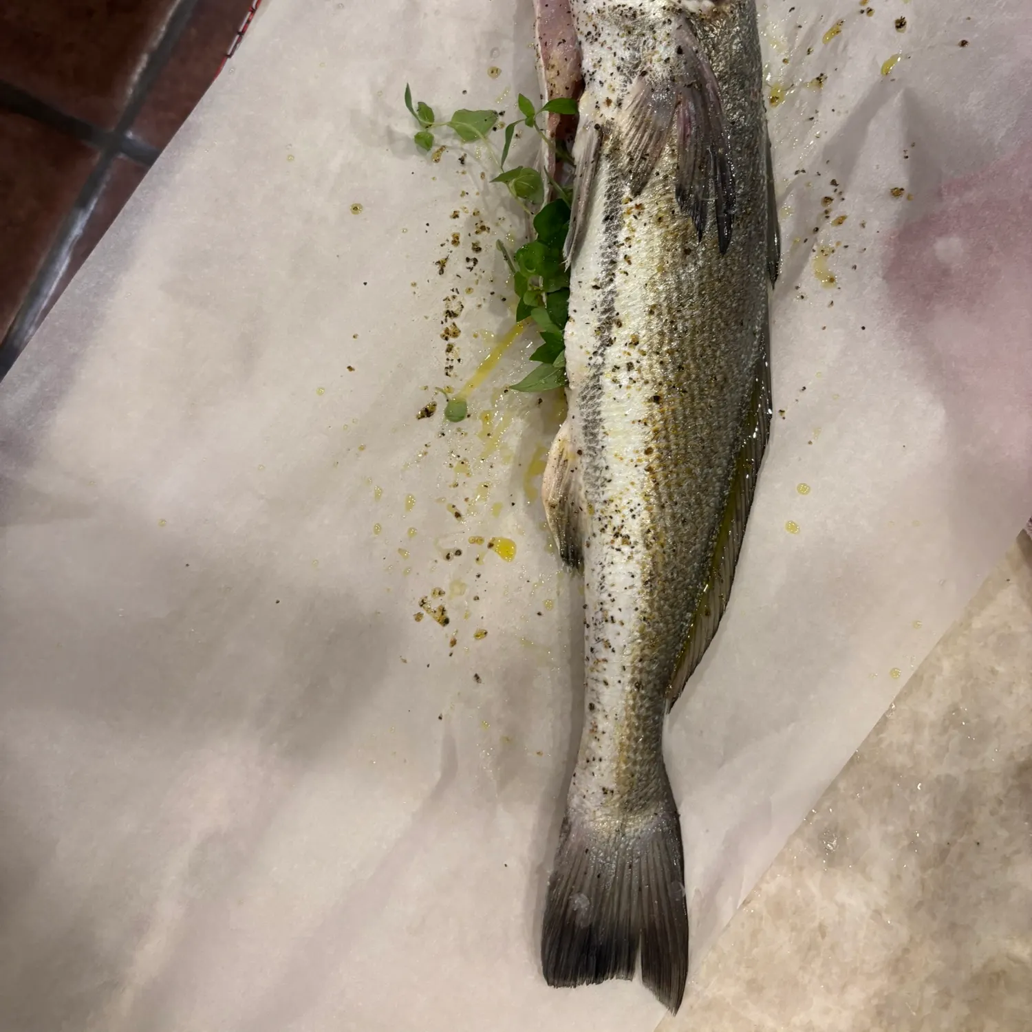 The most recent Shortfin corvina catches on Fishbrain